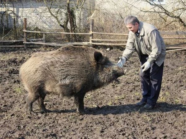 За причинение вреда явившимся на дачу диким животным можно сесть в тюрьму - новости экологии на ECOportal