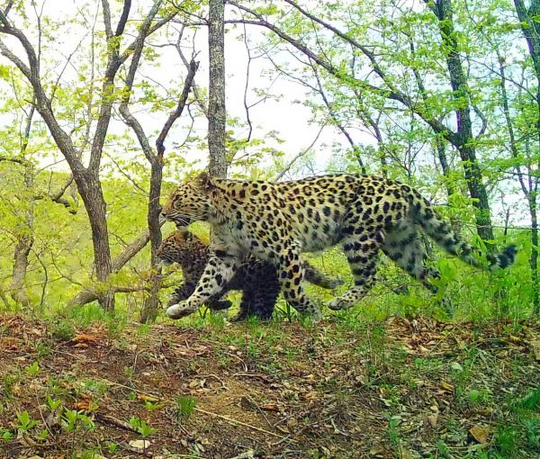 Леопарды из Дальнего Востока обнаружены возле границы с Северной Кореей - новости экологии на ECOportal